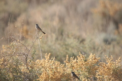 Artemisiospiza nevadensis