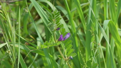 Vicia sativa