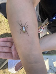 Argiope trifasciata