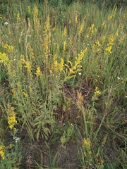 Solidago × niederederi