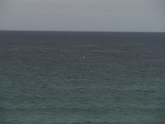 Thalasseus sandvicensis