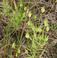 Gentianopsis virgata