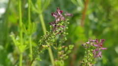 Fumaria officinalis