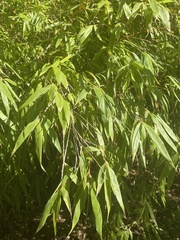 Bambusoideae