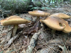 Suillus weaverae