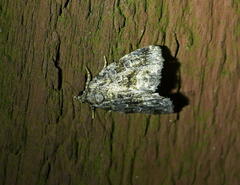 Protodeltote muscosula