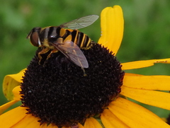 Eristalis transversa
