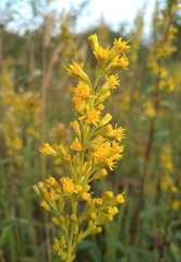 Solidago × niederederi