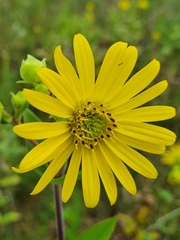 Silphium integrifolium