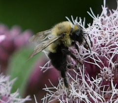 Bombus impatiens