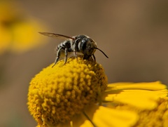 Megachile