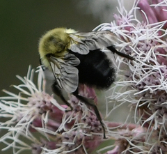 Bombus impatiens