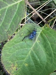 Calliphora vicina