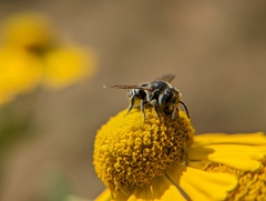 Megachile