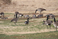 Branta bernicla