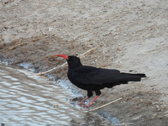 Pyrrhocorax pyrrhocorax