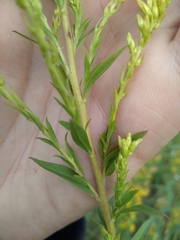 Solidago × niederederi