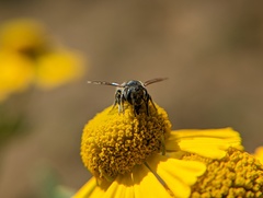 Megachile