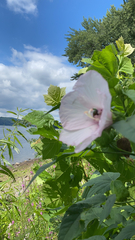 Hibiscus laevis