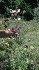 Centaurea scabiosa apiculata