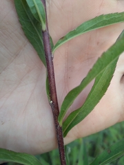 Solidago × niederederi