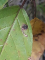 Bucculatrix frangutella