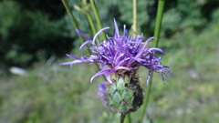 Centaurea scabiosa apiculata