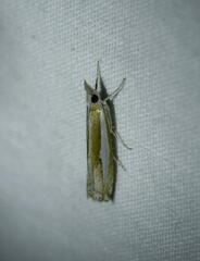 Crambus
