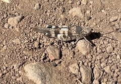 Oedipoda caerulescens