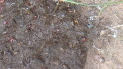 Mammalia