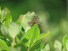 Celithemis elisa