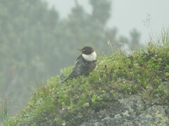 Turdus torquatus
