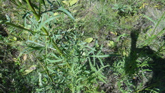 Centaurea scabiosa apiculata