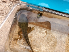 Lithobates clamitans