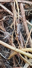 Tomocerinae