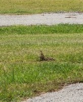 Sciurus carolinensis