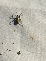 Argiope trifasciata