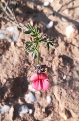 Indigofera heterophylla