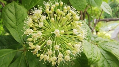 Eleutherococcus senticosus