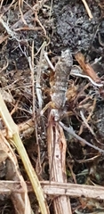 Tomocerinae