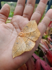 Lonomia