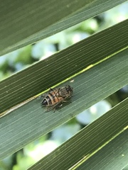Eristalinus taeniops