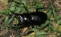 Dorcus