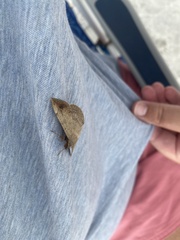 Bleptina caradrinalis