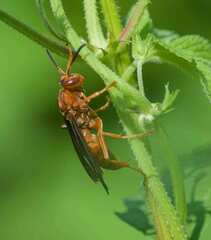 Polistes rubiginosus