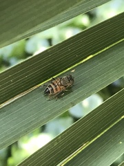 Eristalinus taeniops
