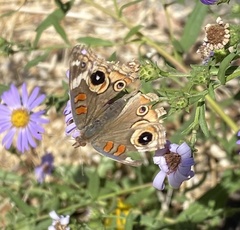 Junonia grisea