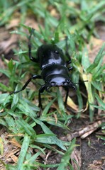 Dorcus