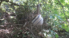 Caucasotachea vindobonensis