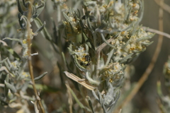 Krascheninnikovia lanata